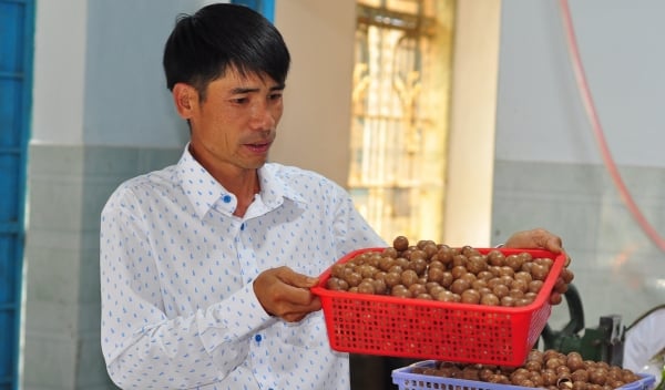 Promoting macadamia as a multibillion-dollar export nut