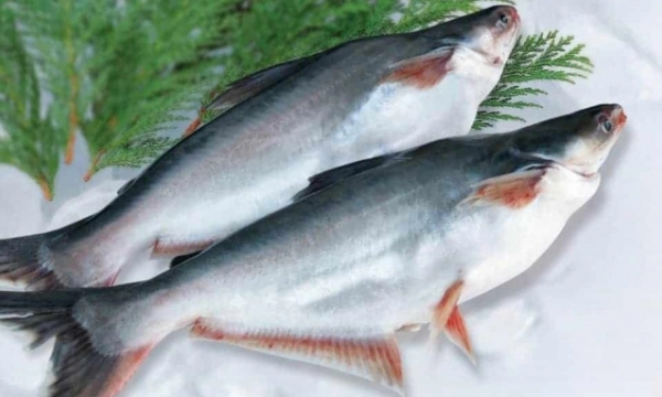 Pangasius export to the EU recovering after months of decline.
