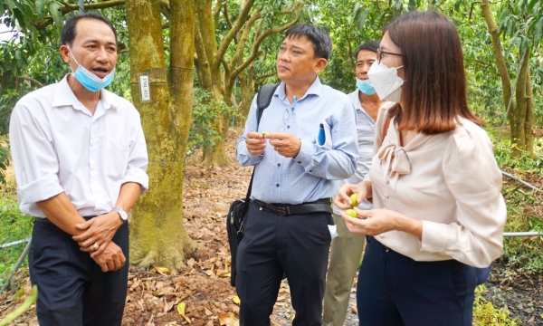 Promoting area planting codes granted for mango export to Japan