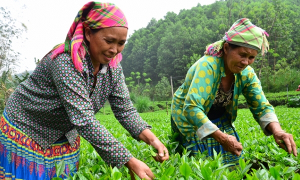 Sampling of three-layer defense for tea plants in Thai Nguyen