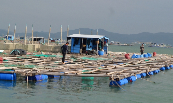 Phu Yen aims to develop sustainable and harmonious marine aquaculture