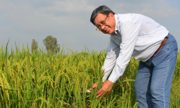 Giá thành sản xuất lúa - Giảm trong tầm tay: Những yếu tố then chốt