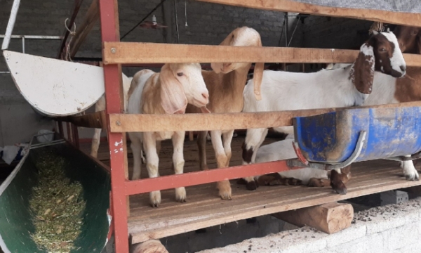 Policies issued to develop goat farming in Ha Tinh