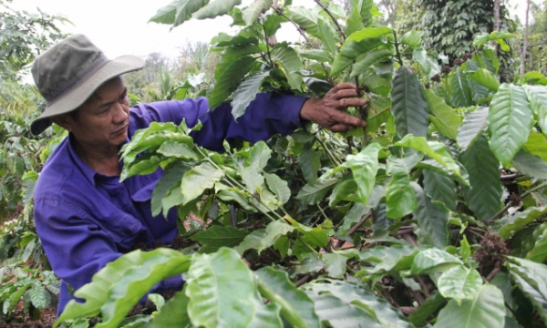Replenishment of Central Highlands soil: Regenerative agriculture of 21,000 sustainable coffee farming households
