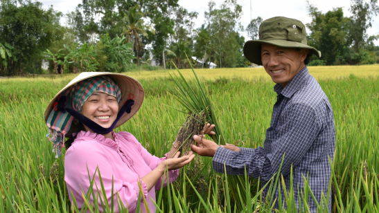 'Anh Ca of purple rice' wins first prize in the Sustainable Agriculture Transformation Contest