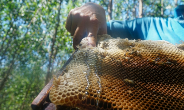 Unfair honey anti-dumping investigation from the USA
