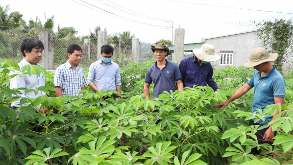 Solutions discussed for sustainable cassava development