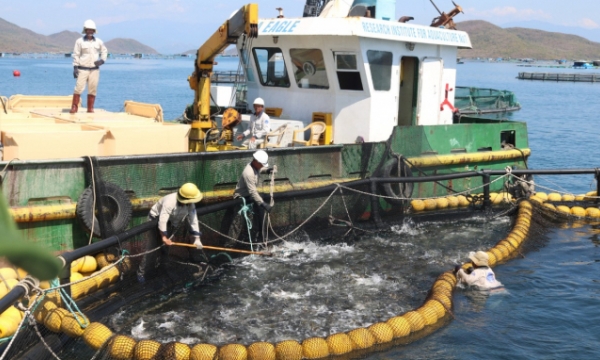 Converting to HDPE cages in marine farming
