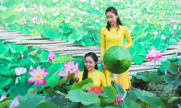 Dong Thap held the first Lotus Festival to promote tourism