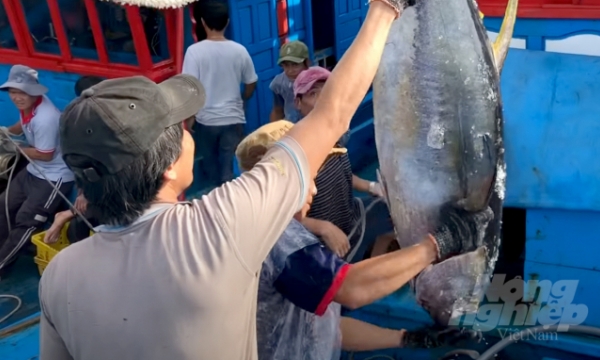 Tuna exports take advantage of FTAs