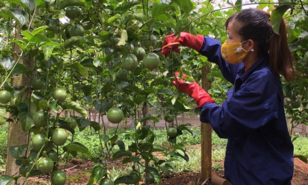 China Department of Quarantine: 'Vietnamese fruits are ranked highest'