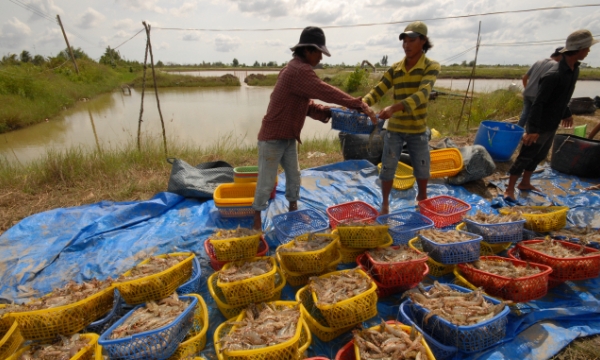 Cooperative proficiency helps bring success to agricultural transformation in Mekong Delta
