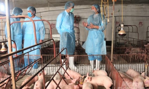 Announcing the African Swine Fever vaccine in June