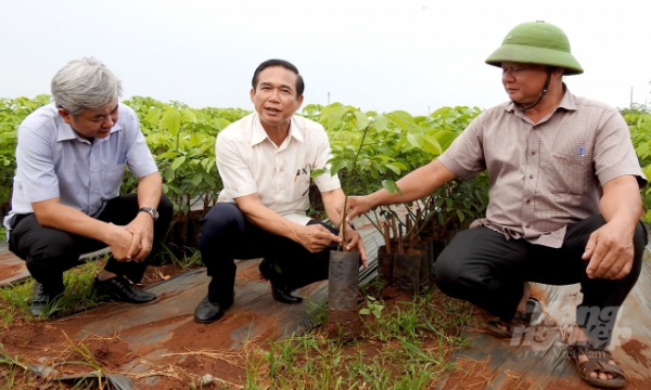 World's largest rubber seed farm in Dong Nai province