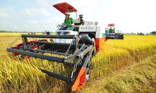 An Giang expands SRP application in rice cultivation