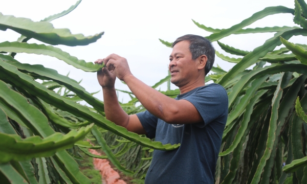 Farmers 'win big' in growing organic dragon fruit
