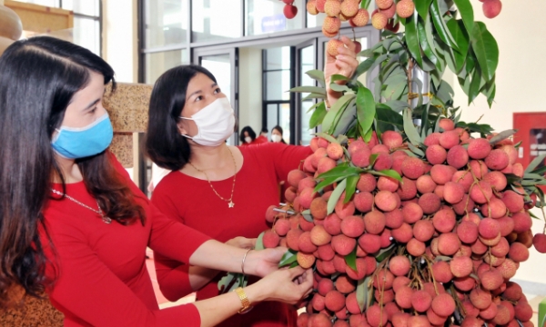 Prices of Bac Giang lychee higher than the average of previous years