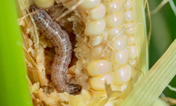 Vietnam to become a model in the prevention of Fall Armyworm