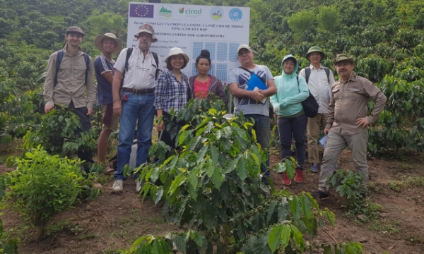 The revolution of arabica coffee in Vietnam thanks to agroforestry