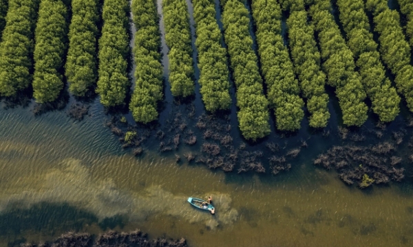 Strengthening resilience of ​​the Mekong Delta coasts with mangrove afforestation