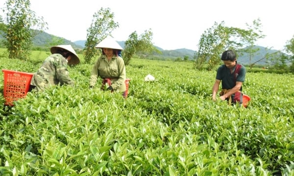 Tea production and price declines push farmers into hardship