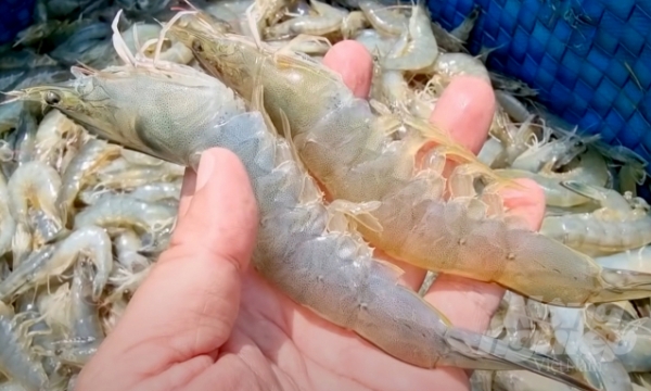 Vietnam's seafood exports expected to reach $10 billion this year
