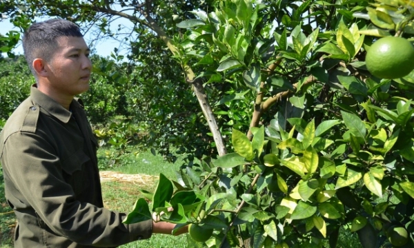 'Reconstruction' of Hoa Binh citrus trees from organic foundations