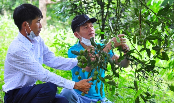 The massive export potential of Vietnam's macadamia