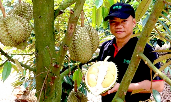 New prospects for durian: investing in technologies to boost the value