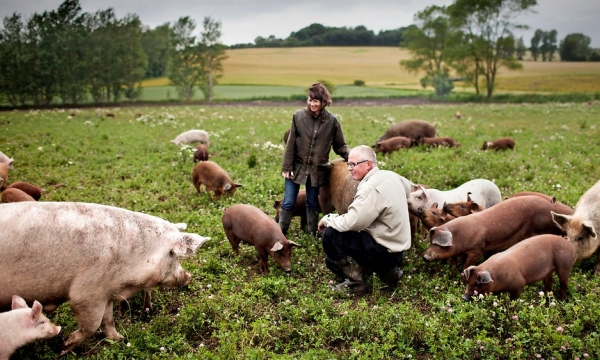 Denmark's experience in promoting sustainable agriculture