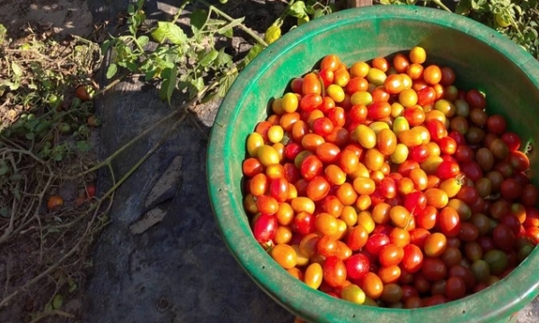 Trải nghiệm làm nông dân hái cà chua bi ở Canada