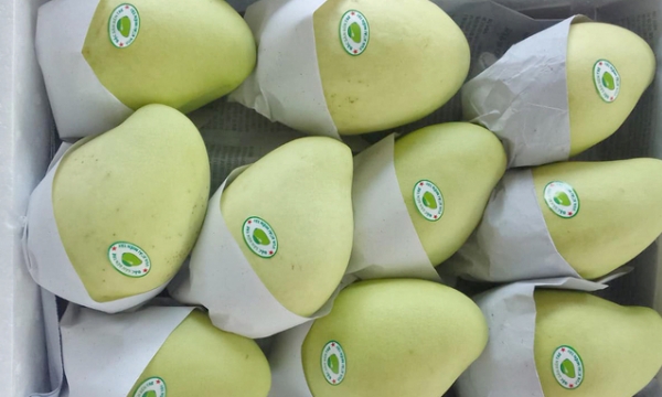 Maintaining Vietnamese mango's position in the Chinese market