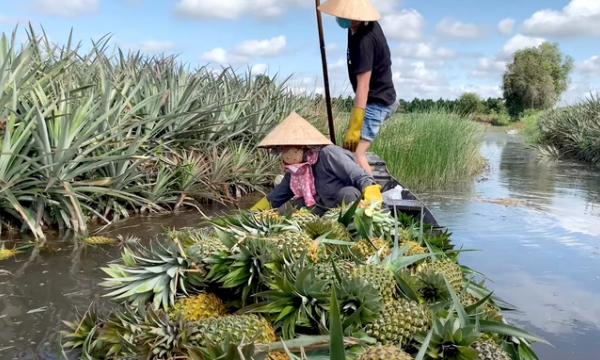 Vietnamese pineapples’ exports find boosting opportunities