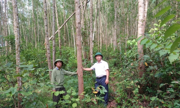 Effective planting of large timber forest: Seedlings, deciding factor