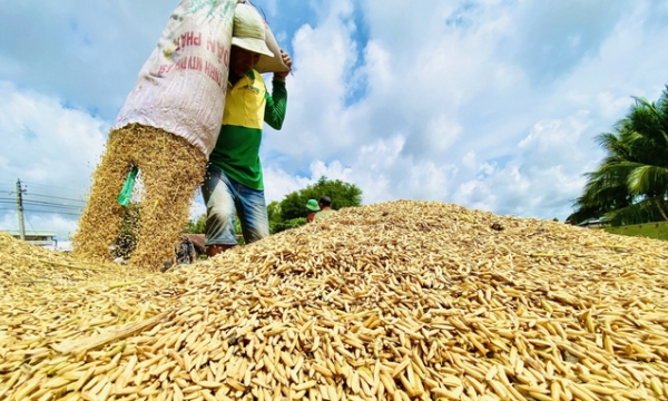 Sustainable production of 1 million ha of high-quality specialised rice in the Mekong Delta