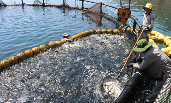 Establishing 3 action axes to turn marine farming into a high-value industry