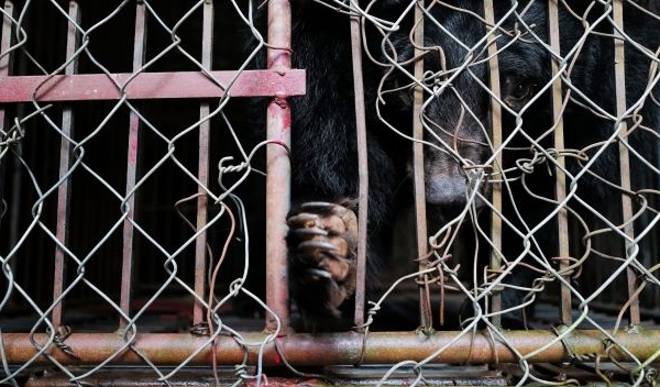Rescuing a bear kept in captivity for 17 years in Nam Dinh