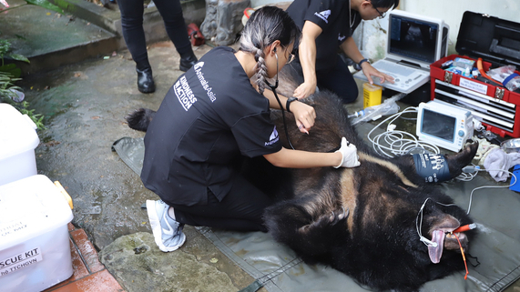 Bear rescued after being raised as a pet for 20 years