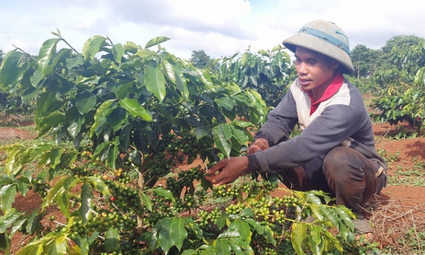 Replanting coffee in an effort to improve mountainous living standards