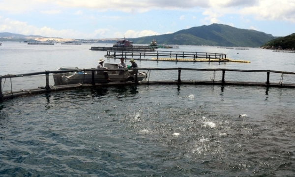 Seed production for marine aquaculture: Key factors for success