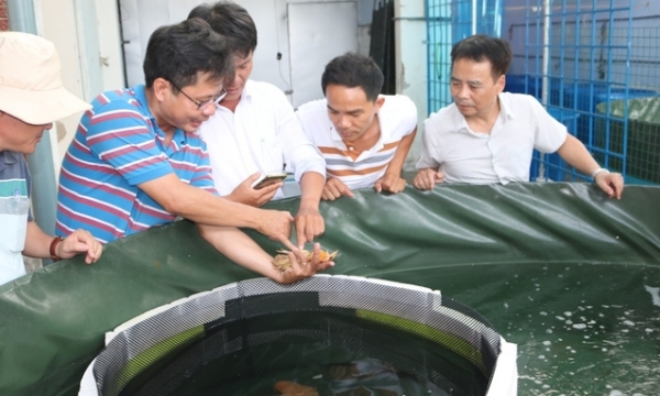 Seed production for marine aquaculture: Mastering the technology of valuable varieties