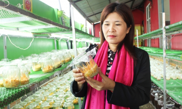 Enhancing the value of Lam Dong medicinal plants