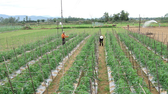 Developing agricultural tourism to increase income for farmers