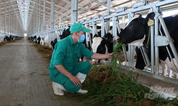 Organic Carbon technology thoroughly treats stinky odors in livestock