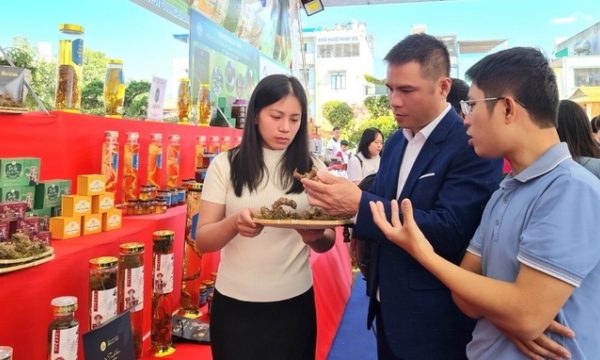 Special policies to attract investment in Lai Chau ginseng