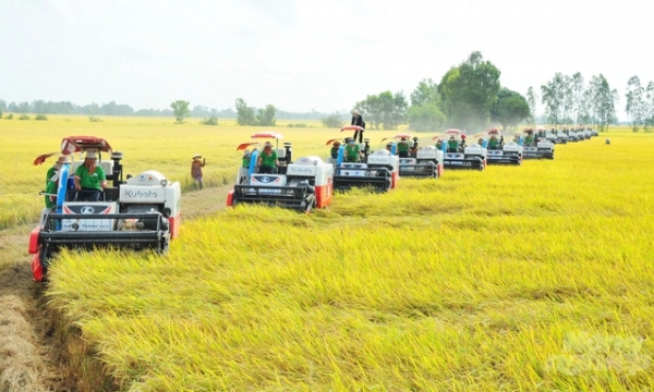 Propose the World bank to support the 1 million ha rice production scheme