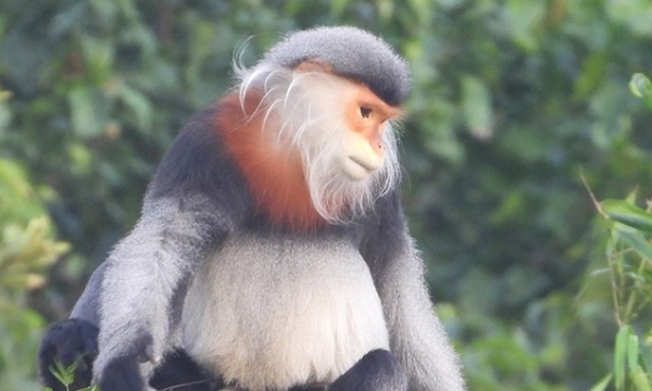 Discovering eight herds of gray-shanked douc langurs