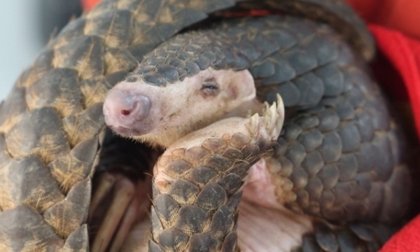 Cuc Phuong National Park rescued Chinese pangolin by air