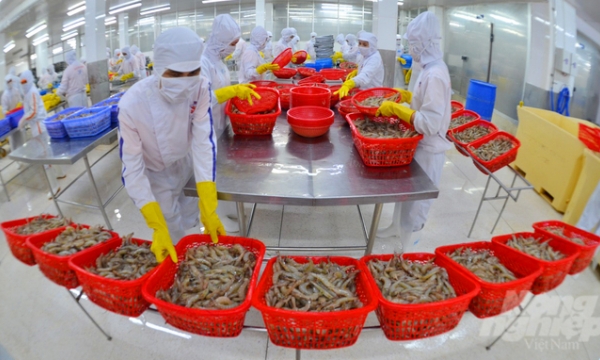 Vietshrimp Aquaculture International Fair promotes the shrimp value chain