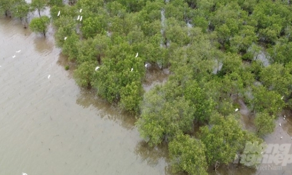 Protecting mangroves for the future generation: Sustainable livelihoods under the mangrove canopy